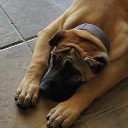 Perro de Presa Canarios from Born Legends Presa