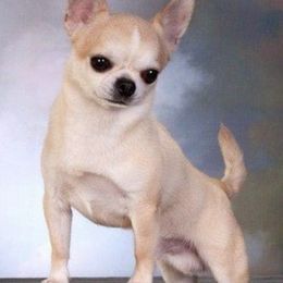 Chihuahuas from Sheppard's Chihuahuas