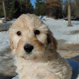 Sutton - Cream male Goldendoodle puppy in Eau Claire, Wisconsin from Fisher River Doodle's