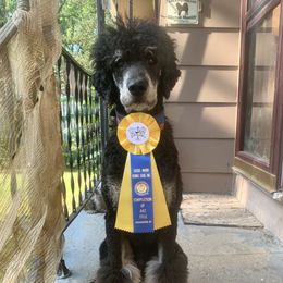 Druid - Poodle