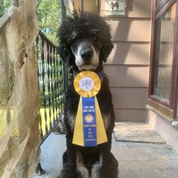Druid - Poodle