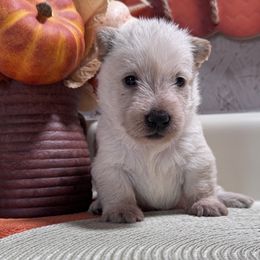 Wheaten Scottie Male - Wheaten male Scottish Terrier puppy in Nickelsville, Virginia from Pecan Creek