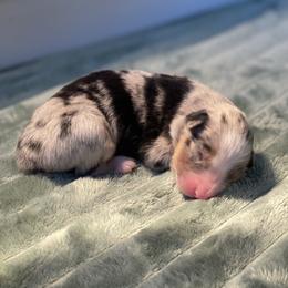 Daffodil - Blue merle female Australian Shepherd puppy in Salinas, California from AA Aussies