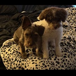 Havanese, Havapoo, Maltipoo, Miniature Schnauzer, Poodle, and Schnoodle Puppies from Mashburns Little Munchkins