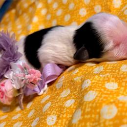 Bell - Parti female Miniature Schnauzer puppy in Deltona, Florida from LIZ FANCY SCHNAUZERS