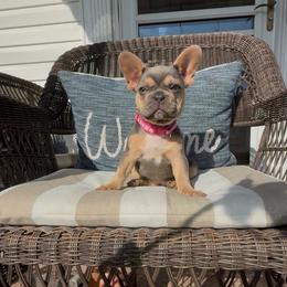 Winnie - Blue female French Bulldog puppy in Mansfield, Ohio from Bad to the Bone French Bullies