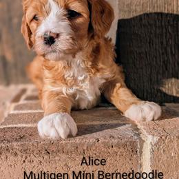 Alice-Pink girl - Red female Bernedoodle puppy in Weatherford, Texas from Donnasdoodlebugs