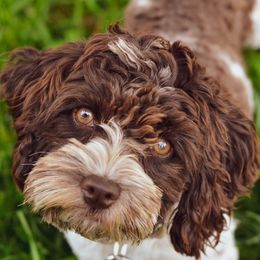 Maby - Cockapoo