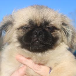 Evee - Pekingese