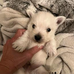 Ollie - White male West Highland White Terrier puppy in Columbus, Ohio from Starlight Westies