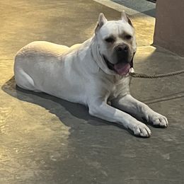 Sicario - Cane Corso