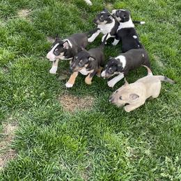 Bull Terrier Puppies from Whitney Johnson