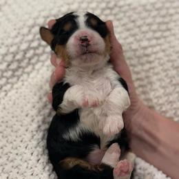 Coconut - Tri-color female Bernedoodle puppy in Modesto, California from Central Valley Canine Companions