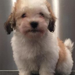 Havanese from Harmony Havanese