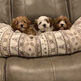 Cavalier King Charles Spaniel and Cavapoo Puppies from KC’s Cavs& Creams