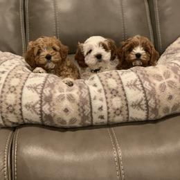 Cavalier King Charles Spaniel and Cavapoo Puppies from KC’s Cavs& Creams