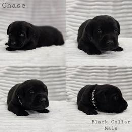 Chase - Black Collar - Black male Labrador Retriever puppy in Boyd, Minnesota from Lindley Labradors