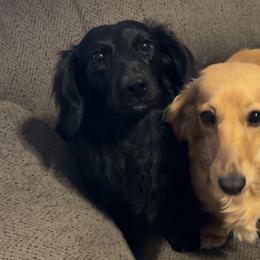 Dachshunds from Heather Chavez