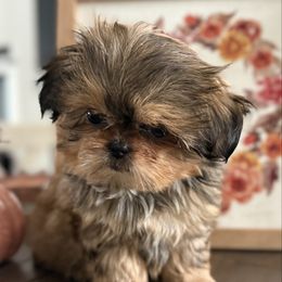 Harper Louise - Red and tan female Shih Tzu puppy in Rockville Centre, New York from Magnolia Tzus