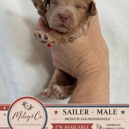 Sailer - Cream male Goldendoodle puppy in Escalon, California from Miley&Co.