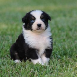 Black Tri Female 2 - Black tri-color female Australian Shepherd puppy in Northport, Alabama from Sipsey River Australian Shepherds