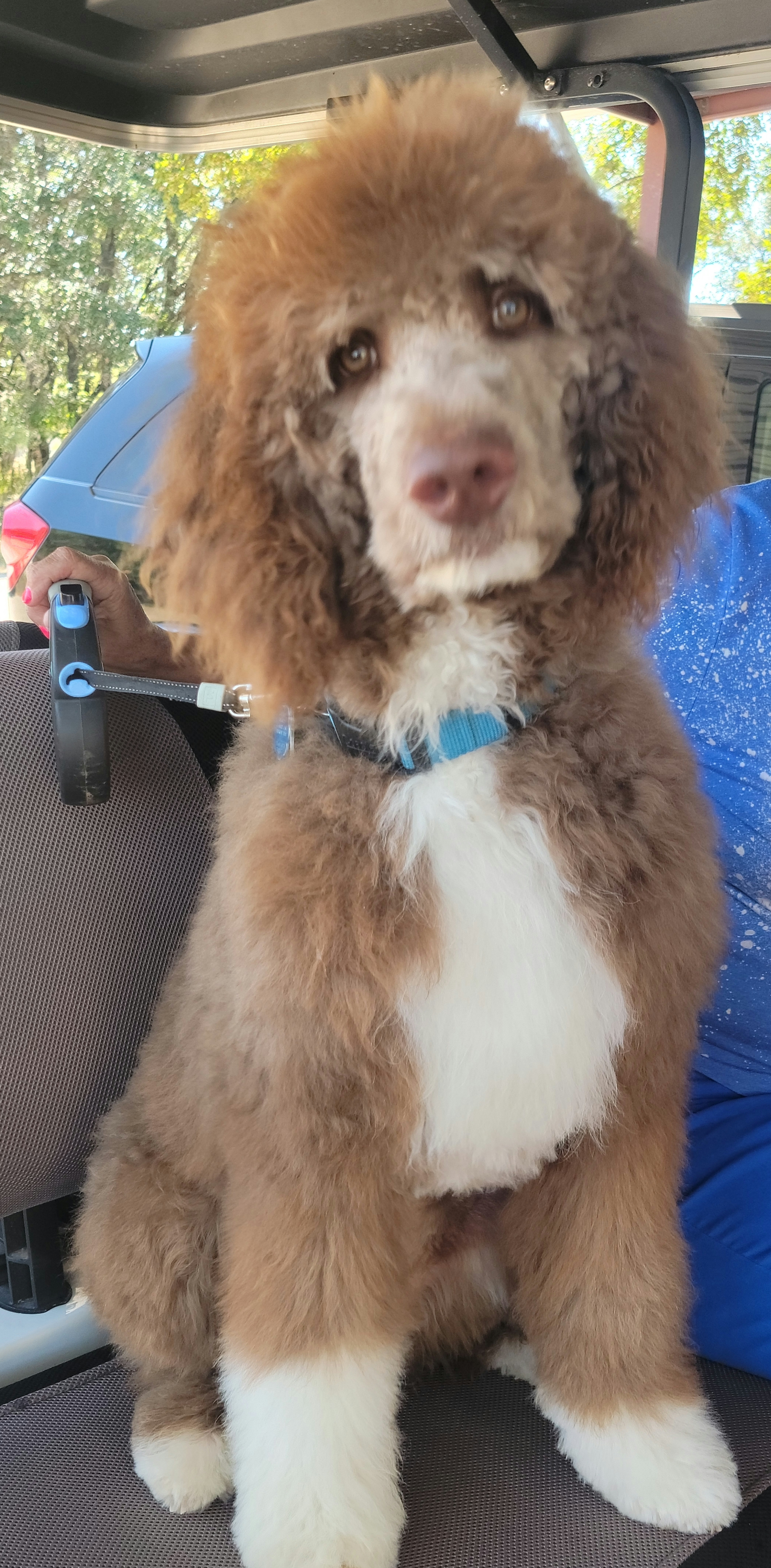 Goldendoodles and Poodles from Rocking j doodles