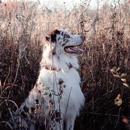 Aussiedoodles and Australian Shepherds from Springhill Hog and Cattle Co.