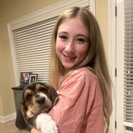 Basset Hound Puppies from Hudson's Hounds