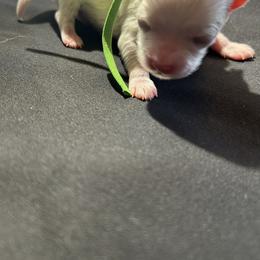 Donatello - White male Maltipoo puppy in Raleigh, North Carolina from Loveable Litters