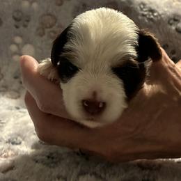 Biewer Terrier Puppies from Moonshadow Biewer Terriers