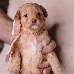 India - Apricot female Goldendoodle puppy in Forney, Texas from Diamond Doodle Pups and Poodles