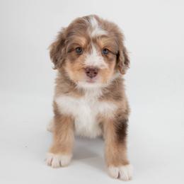 Australian Mountain Doodle Puppies from Brick House Farm Doodles