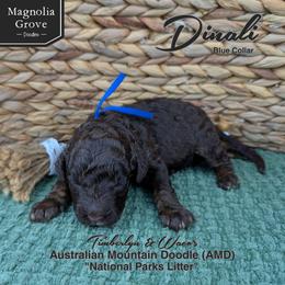 Denali - Blue Collar - male Australian Mountain Doodle puppy in Oxford, Alabama from Magnolia Grove Doodles