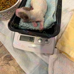 Baloo - Piebald male Dachshund puppy in Irving, Texas from DFW Dachshunds by G & S