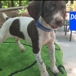 Blue - Liver and white male German Shorthaired Pointer puppy in Dahlonega, Georgia from Pointer Mountain Bird Dogs