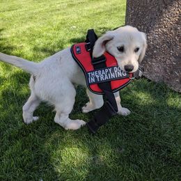 Golden Retriever Puppies from Mountain Sky Goldens