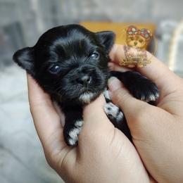 Rare Korean Moana - Black female Morkie puppy in Barren Springs, Virginia from Seeking Shalom Acres Maltese, Maltipoos & Havamalts