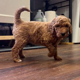 Magpie (purple collar) - Red  Poodle puppy in Greensboro, North Carolina from Joyful Poodles