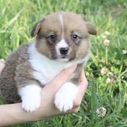 ⛈️ Tempest ⛈️ - Sable female Pembroke Welsh Corgi puppy in Fayetteville, Arkansas from Intergalactic Corgis