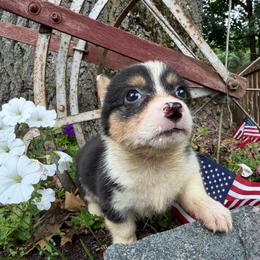 Phoebe - Black and white female American Corgi puppy in Pioneer, Michigan from Country Corners Corgis