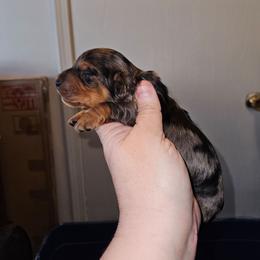 Girl 2 - Dapple female Dachshund puppy in Lansing, Michigan from Black Thunder 517 Cane Corso and Dachshunds