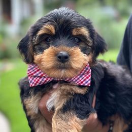 Goldendoodles, Poodles, Shihpoos, and Yorkshire Terriers from Plush Pups By Reeds