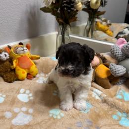 Baxter - Parti male Miniature Schnauzer puppy in College Station, Texas from Fran’s Miniature Schnauzers