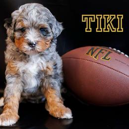Tiki - Merle female Bernedoodle puppy in Gilbert, Arizona from Safe Havynn Doodles