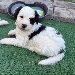 James - Black and white male Bernedoodle puppy in Hays, Kansas from Pine Street doodles