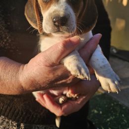 Girl 1 - Black white and tan female Beagle puppy in Santa Margarita, California from S&R Ranch
