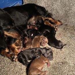 Dachshunds from Stuart Dachshunds