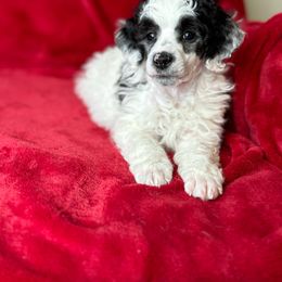 Scooby - Poodle puppy from PuppyLove Poodles