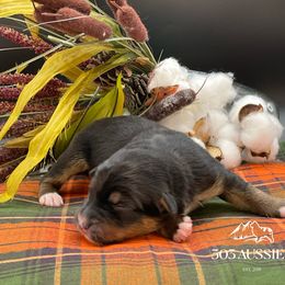 BTF - Black tri-color female Australian Shepherd puppy in Thornton, Colorado from 303 Aussies