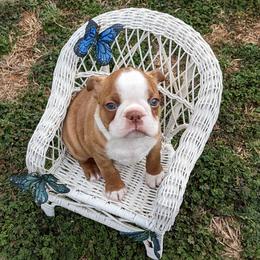Cupid - Red male Boston Terrier puppy in Perry, Oklahoma from Sitsler Bostons